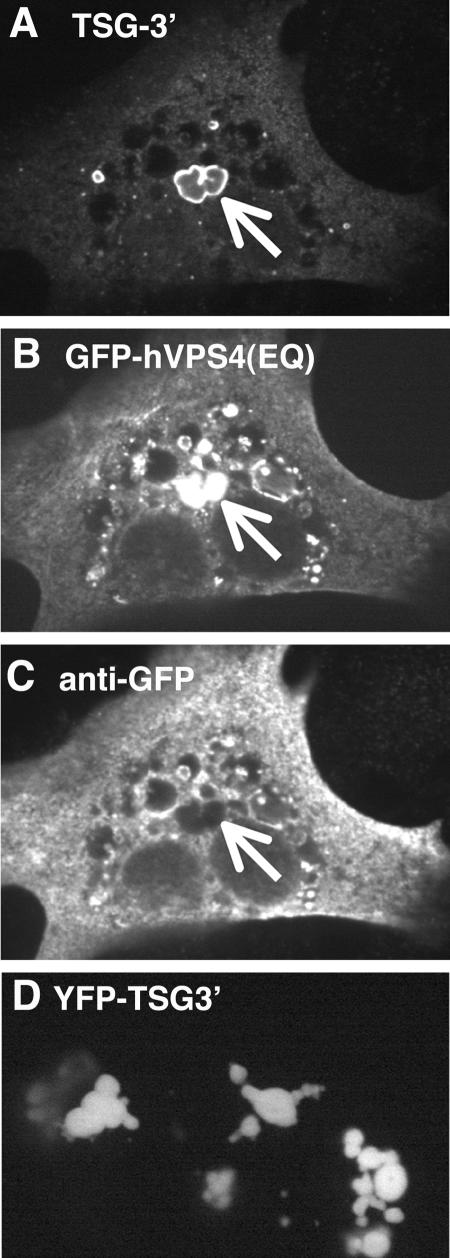 FIG. 4.