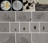 Fig. 19