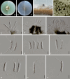 Fig. 13