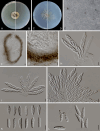 Fig. 11