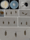 Fig. 31
