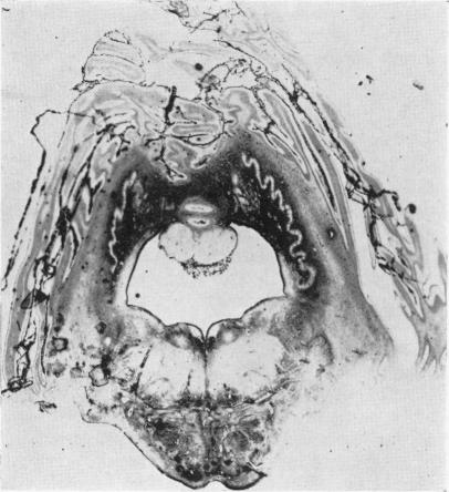 Fig. 10