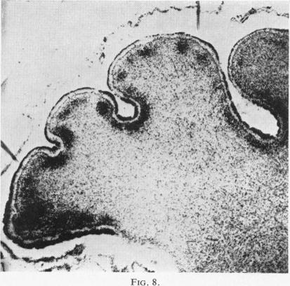 Fig. 8