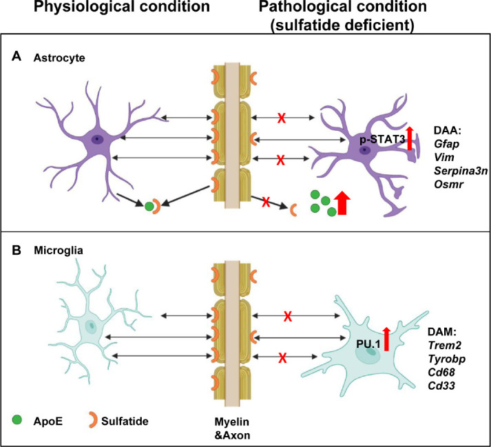 Myelin lipid deficiency: a new key driver of Alzheimer’s disease - PMC