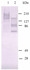 Fig 7