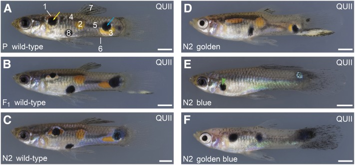 Figure 7