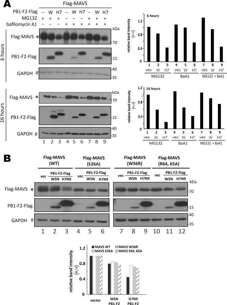 Fig 6