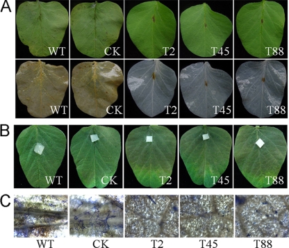 Fig. 7.