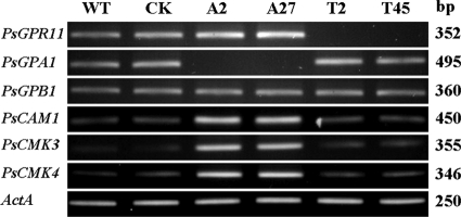 Fig. 8.