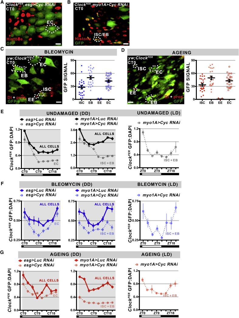 Figure 4