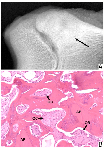 Fig. (5)