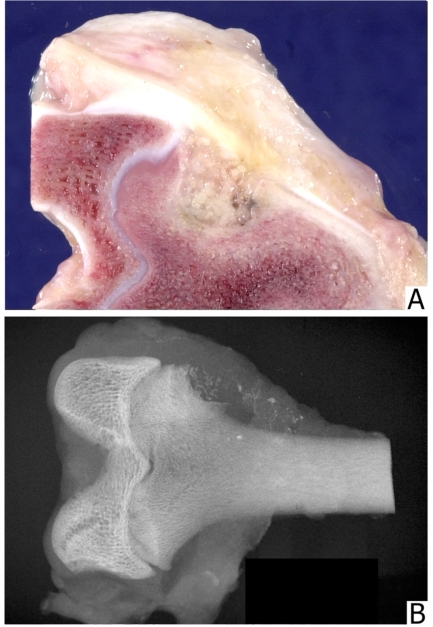 Fig. (4)