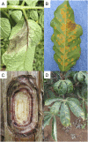 Fig. 1.