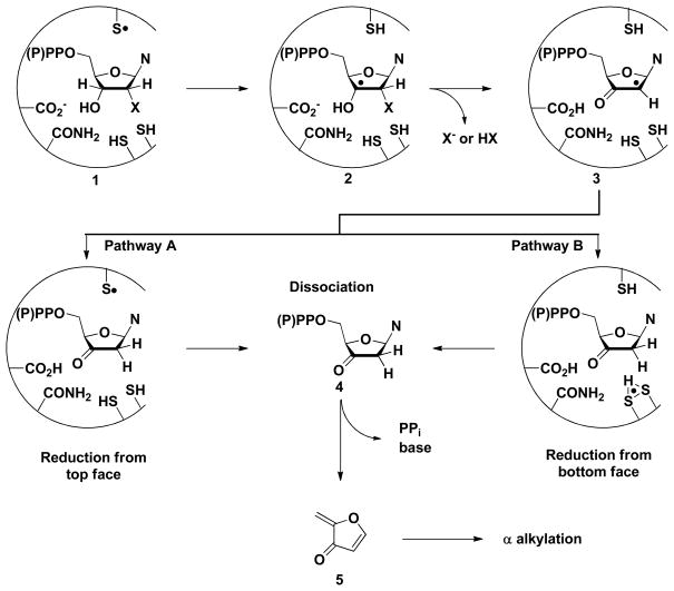 SCHEME 1