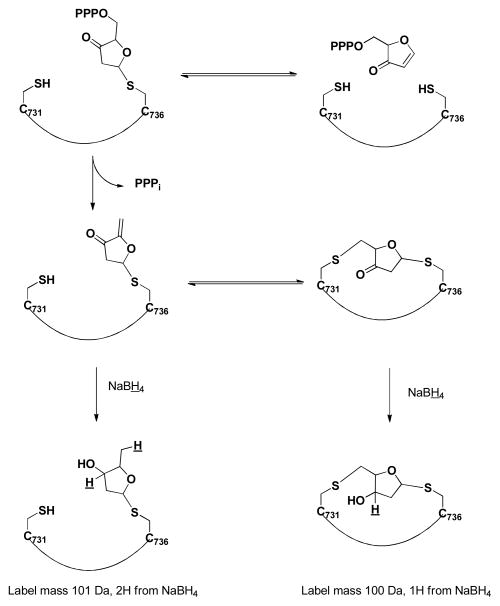 SCHEME 2