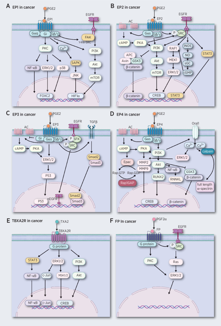 Figure 1. PG receptors mediate cancer development by activating multiple signaling pathways. A, The EP1 receptor links to G proteins and mediates signaling pathways by activation of EGFR, PKC, and increasing Ca2+ levels, leading to activation of the PI3K/AKT, MAPK, and NF-κB signaling pathways. B, The EP2 receptor couples to G proteins and performs its functions by inducing the AC system and enhancing the secondary messenger cAMP, leading to activation of PKA. The EP2 receptor also can activate EGFR, leading to activation of the PI3K/AKT, GSK3/β-catenin, RAF1/MEK1/ERK1/2, and STAT3 signaling pathways. C, The EP3 receptor couples to G proteins and performs its functions by inducing the AC/cAMP/PKA system and activation of EGFR and TGFβ receptors, leading to activation of ERK1/2/p53, Smad2/Smad3 activation, and nuclear translocation of EGFR. D, The EP4 receptors link to G proteins and activate the AC/cAMP/PKA system and Oral1, leading to activation of PI3K/AKT, NF-κB/RNNKL GSK3/β-catenin, ERKs, calpain, and Epac signaling pathways. E, The TBXA2R receptor couples to G proteins and performs its function by mediating PI3K/AKT, ERK1/2/MSK1/2/c-Jun, and STAT3/NF-κB signaling pathways. F, PGF2α links to G proteins and activates EGFR and leads to Ras/ERK1/2 signaling.