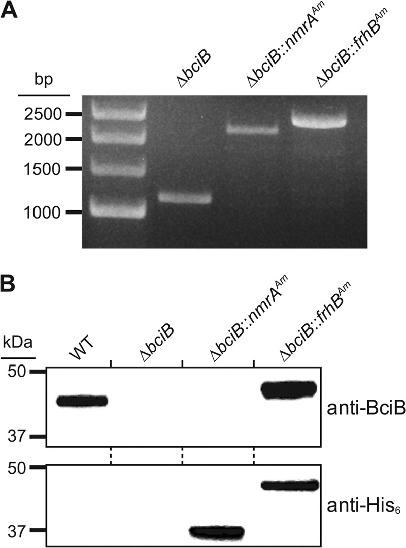 FIG 2