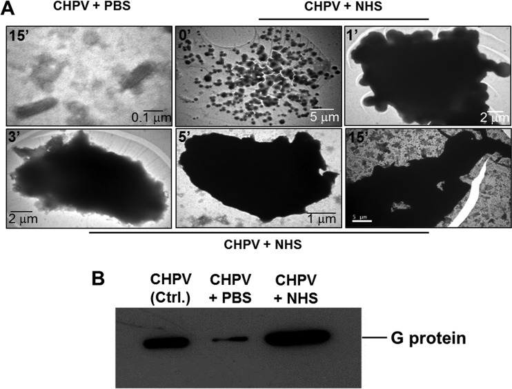 FIG 10