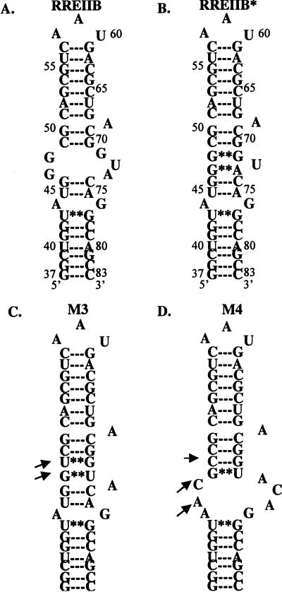 SCHEME 1.