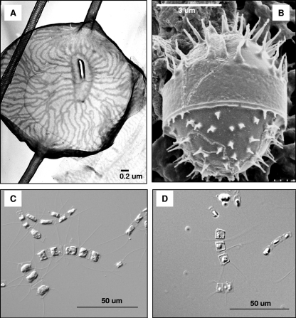 FIG. 1.