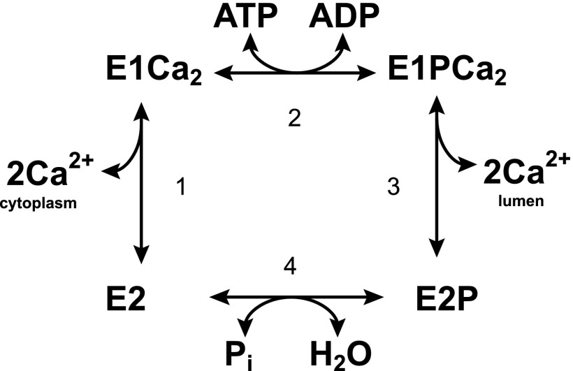 FIGURE 1.