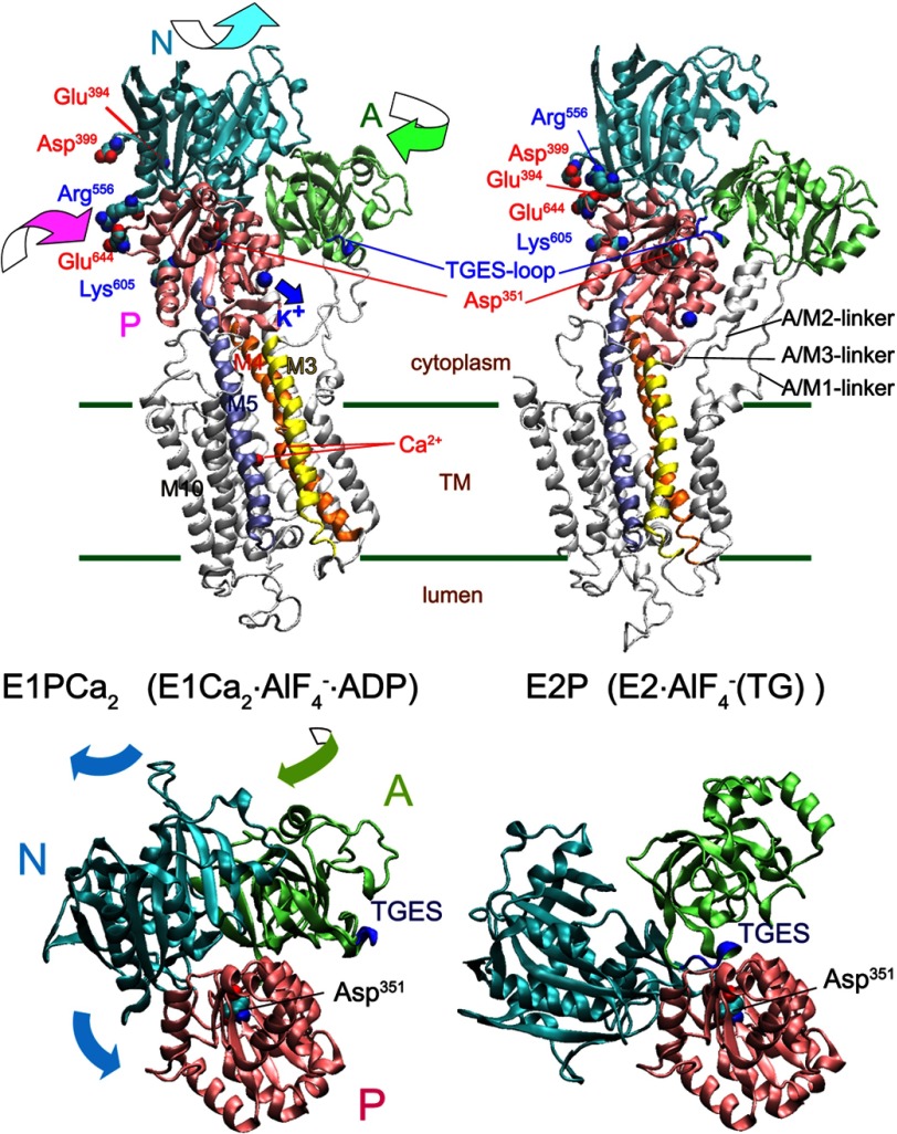 FIGURE 2.