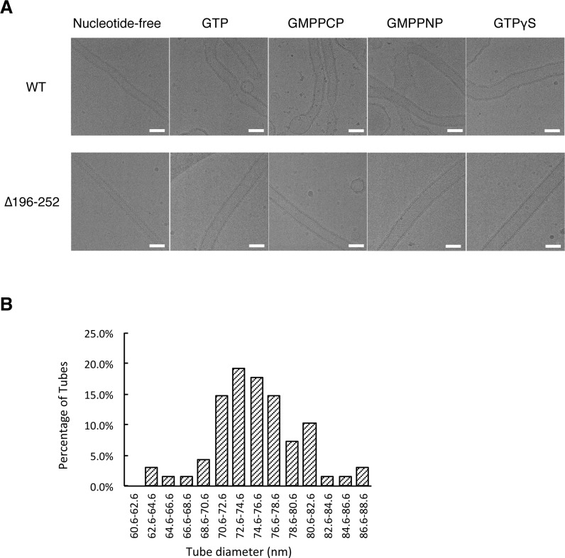 Figure 5—figure supplement 1.