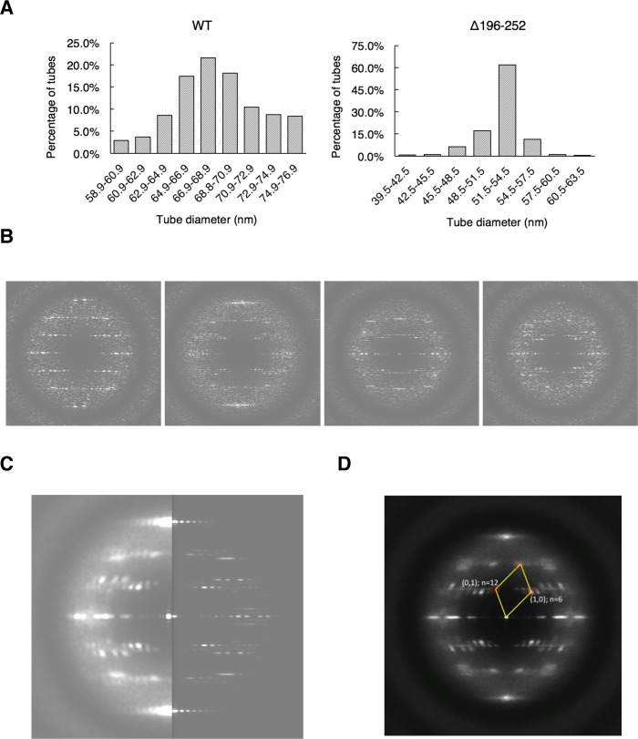 Figure 2—figure supplement 1.