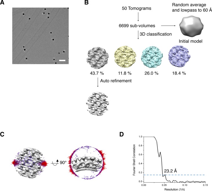 Figure 6—figure supplement 1.