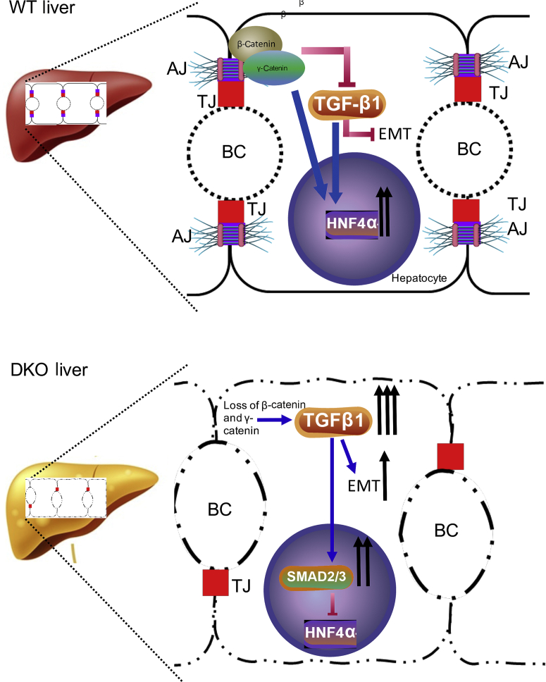 Figure 7