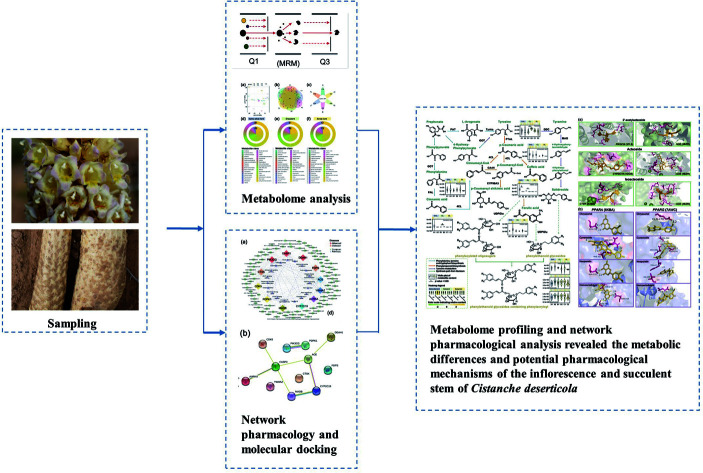 Metabolome Profiling And Molecular Docking Analysis Revealed The Metabolic Differences And