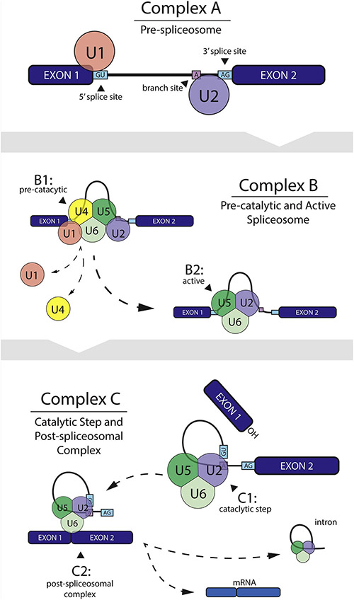 Figure 2: