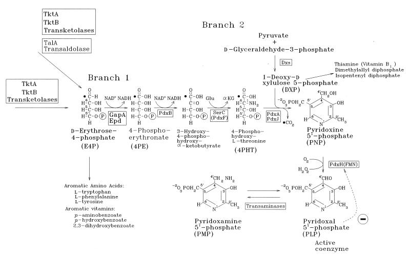 FIG. 1