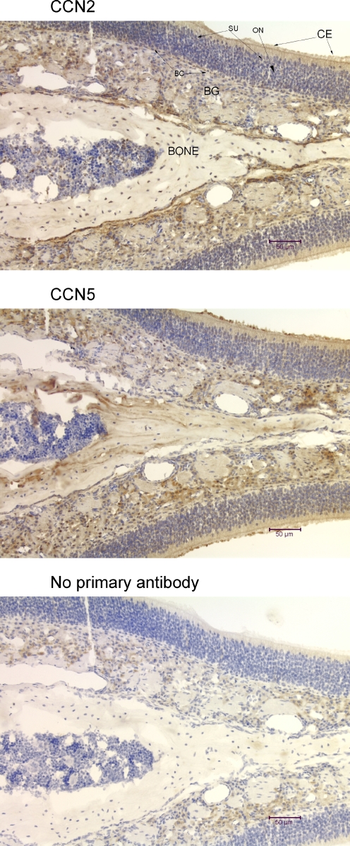 Fig. 11