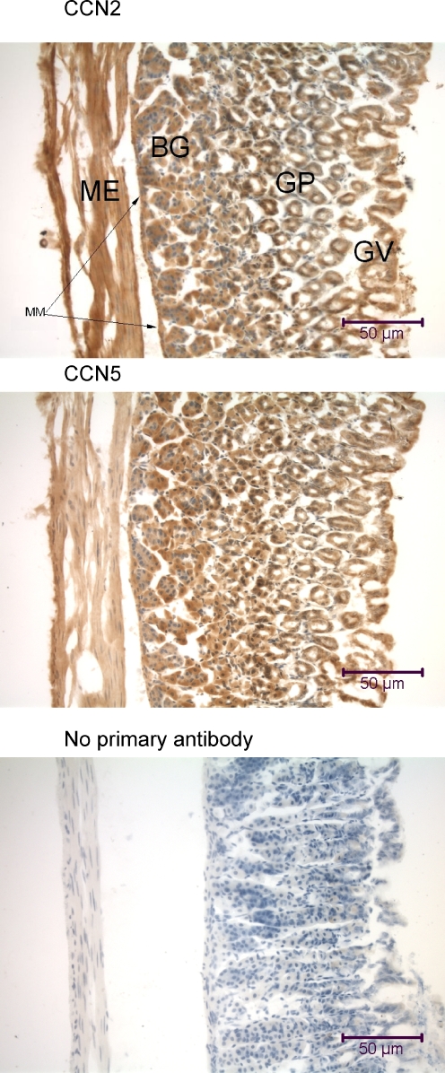 Fig. 4