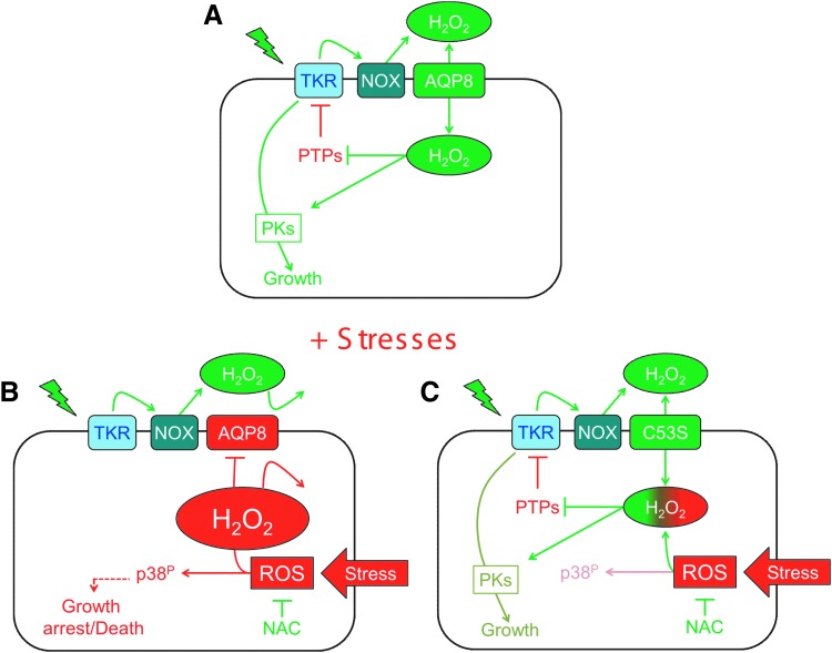 FIG. 7.