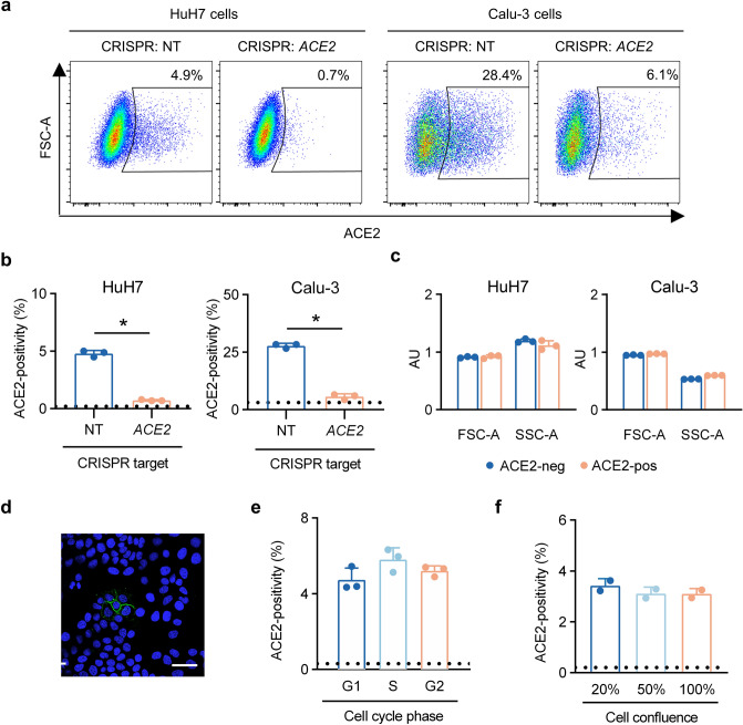 Ace2 Protein Expression Within Isogenic Cell Lines Is Heterogeneous And 