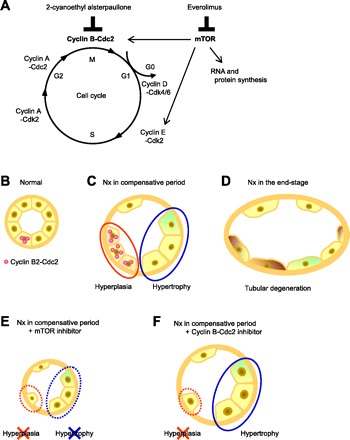 Fig. 9.