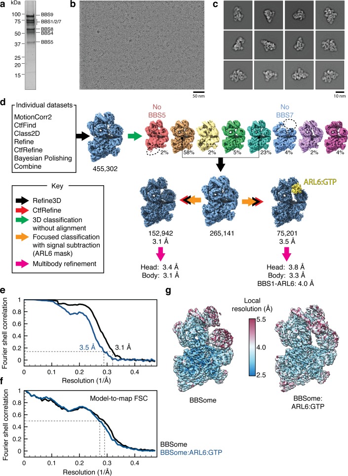 Figure 1—figure supplement 1.