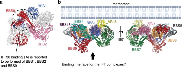 Figure 6—figure supplement 2.