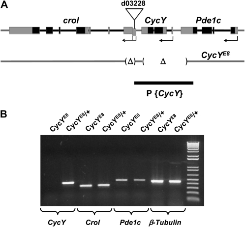 Figure 1.—