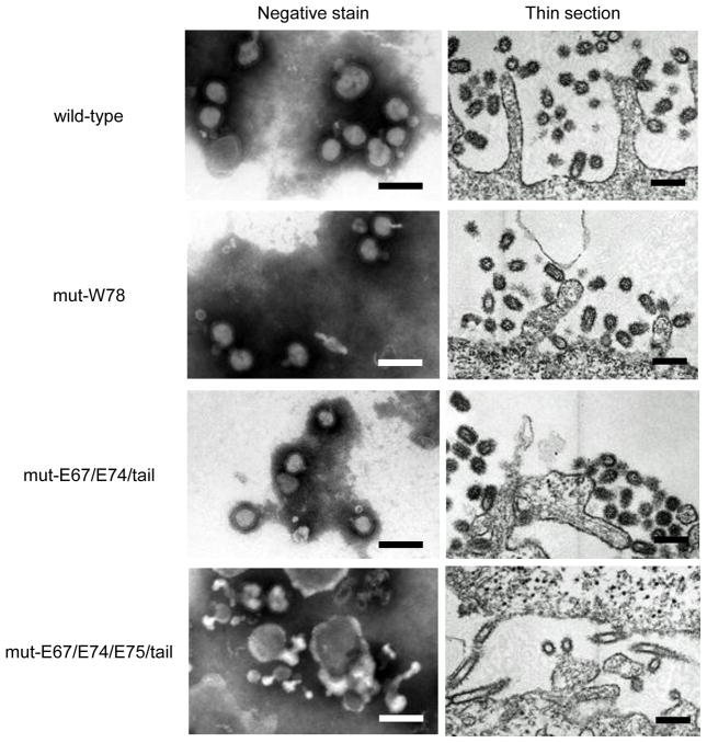 Fig. 5