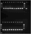 Fig. 10