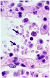 Fig. 5