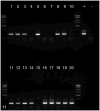 Fig. 11