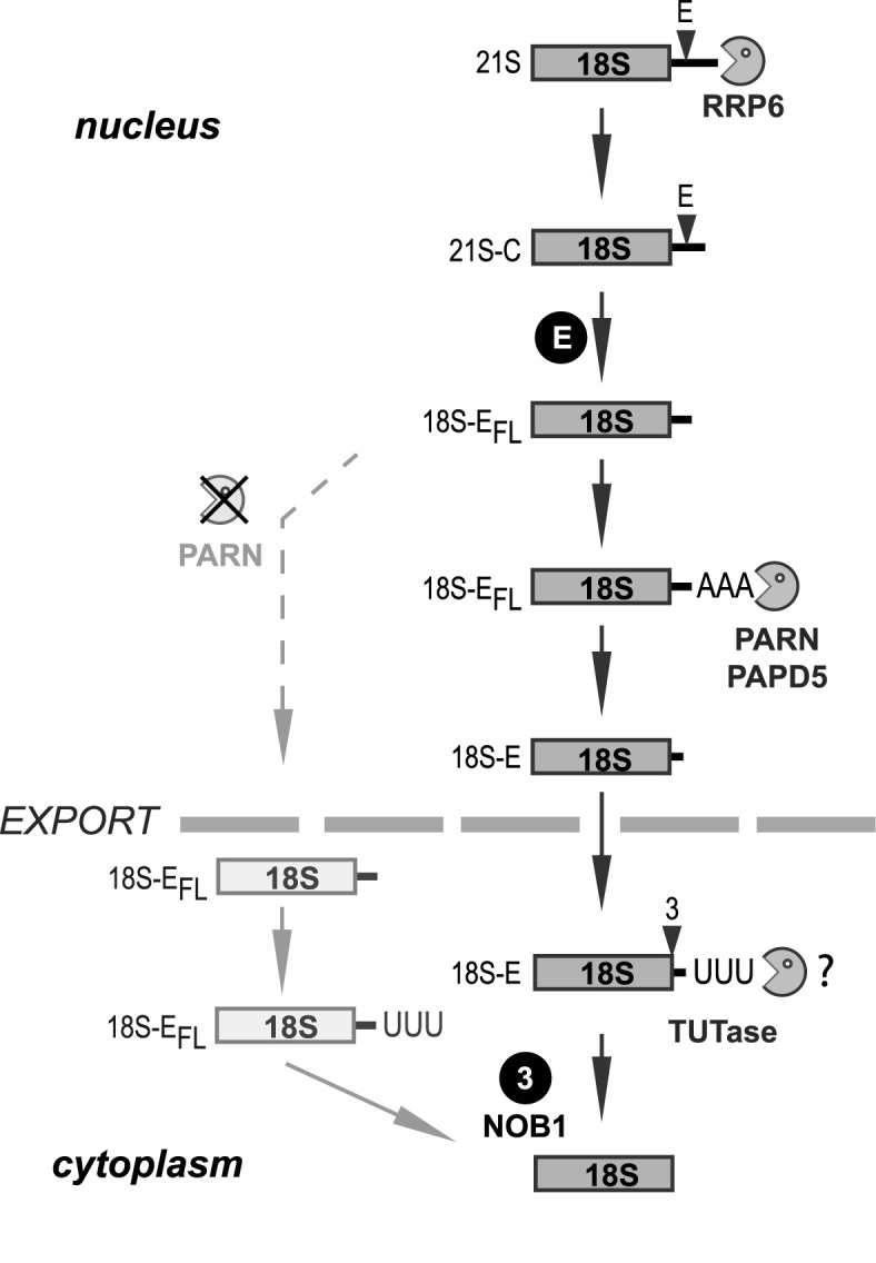 Figure 7.