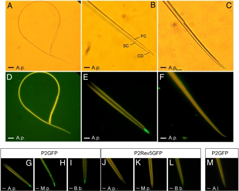 Fig. 2.