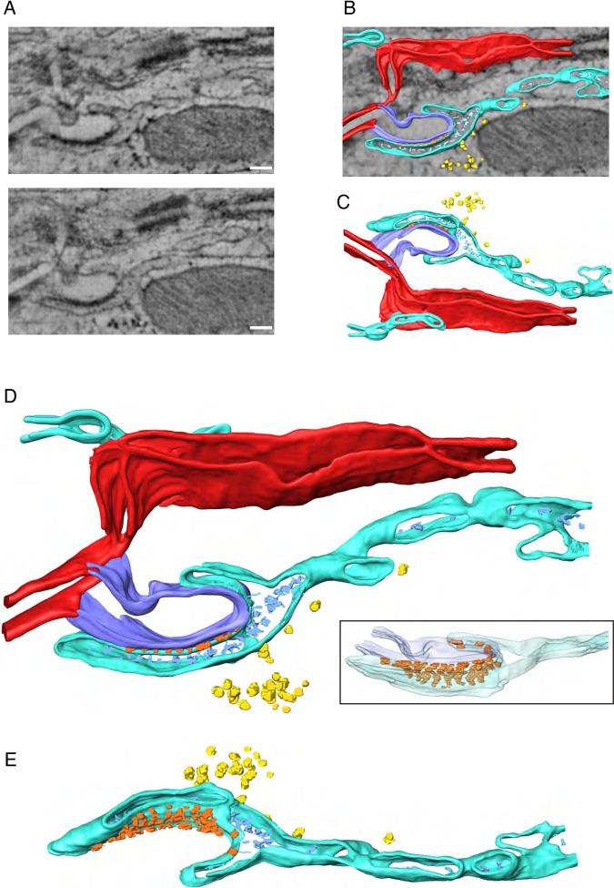 Figure 5