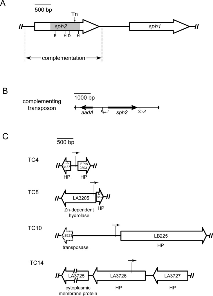 Fig 7