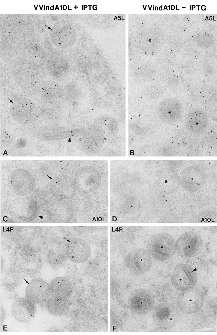 FIG. 8